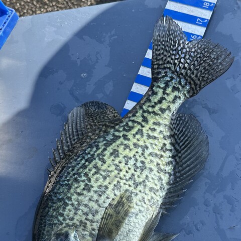 Paul's Crappie on the ruler