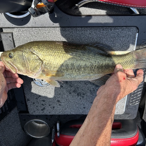 Bass #1 from the boat of Vinnie Gay and Reggie