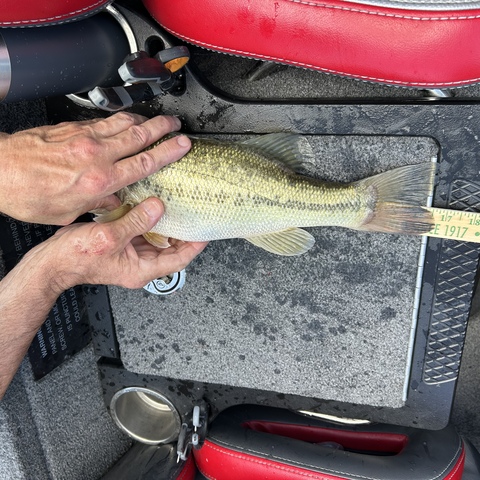 Bass #3 from the boat of Vinnie Gay and Reggie