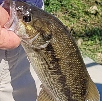 Pete Morrone's 0.85 lb Bass - Sunday